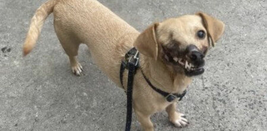 Cane usato come esca per i combattimenti tra cani: ha il viso completamente sfigurato