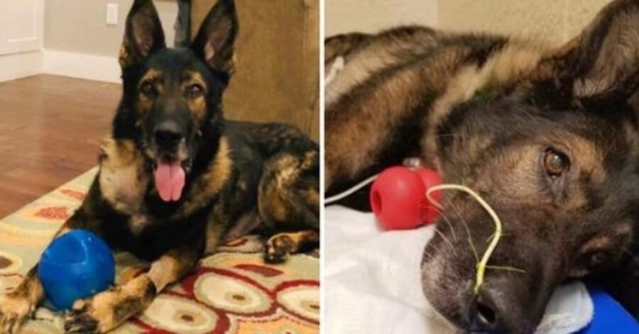 Due mesi dopo il ritiro, il cane poliziotto K9 è in pericolo di vita