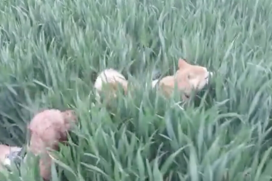 cani corrono felici nell'erba e giocano a nascondino