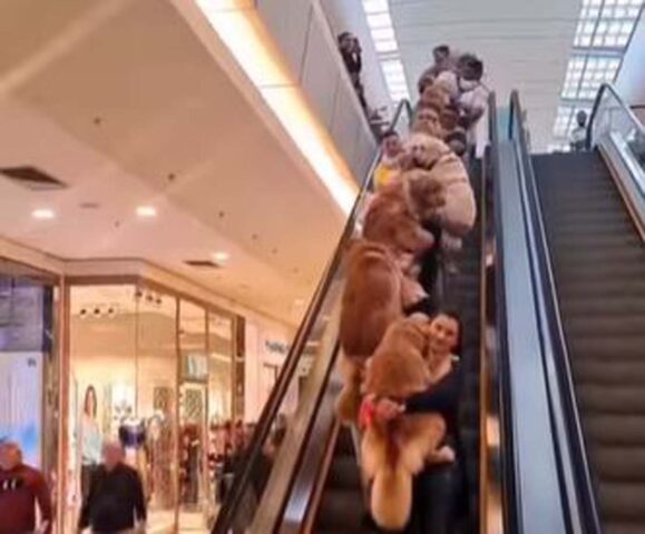 I Golden Retriever sfilano sulla scala mobile del centro commerciale insieme ai loro padroni (VIDEO)