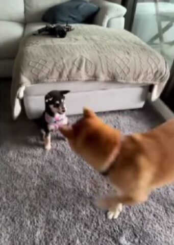 due cani che giocano