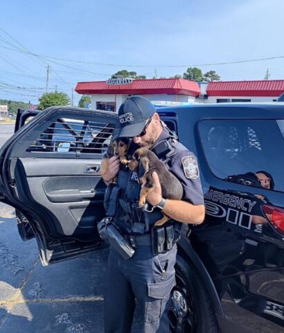 Cuccioli di cane salvati dalla polizia locale, erano lungo l’autostrada