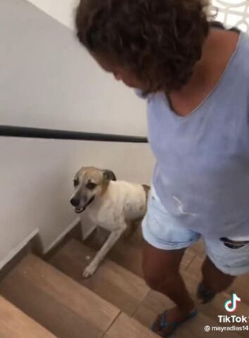 Un cane che va tutti i giorni a fare colazione da una donna (VIDEO)