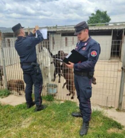 Cuccioli di cane rinchiusi in allevamento illegale: sequestrati