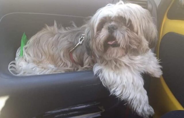 Capri Leone, Briciola è sparita nel nulla, l’anziana cagnolina di 14 anni ha bisogno d’aiuto per tornare