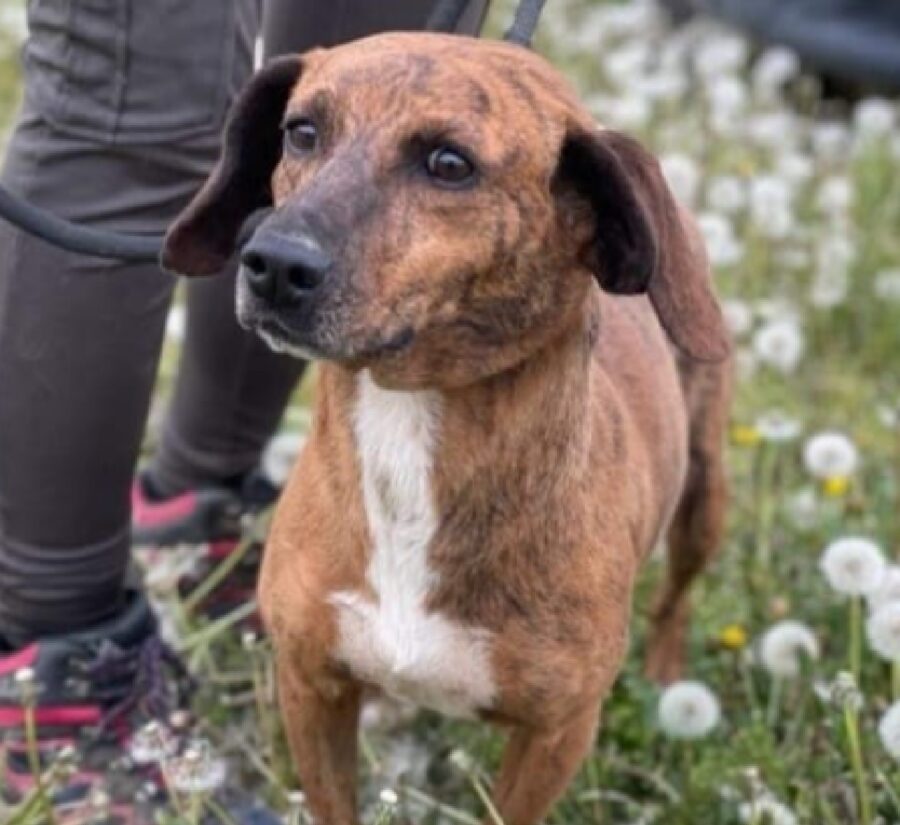 cagnolina naso scuro 