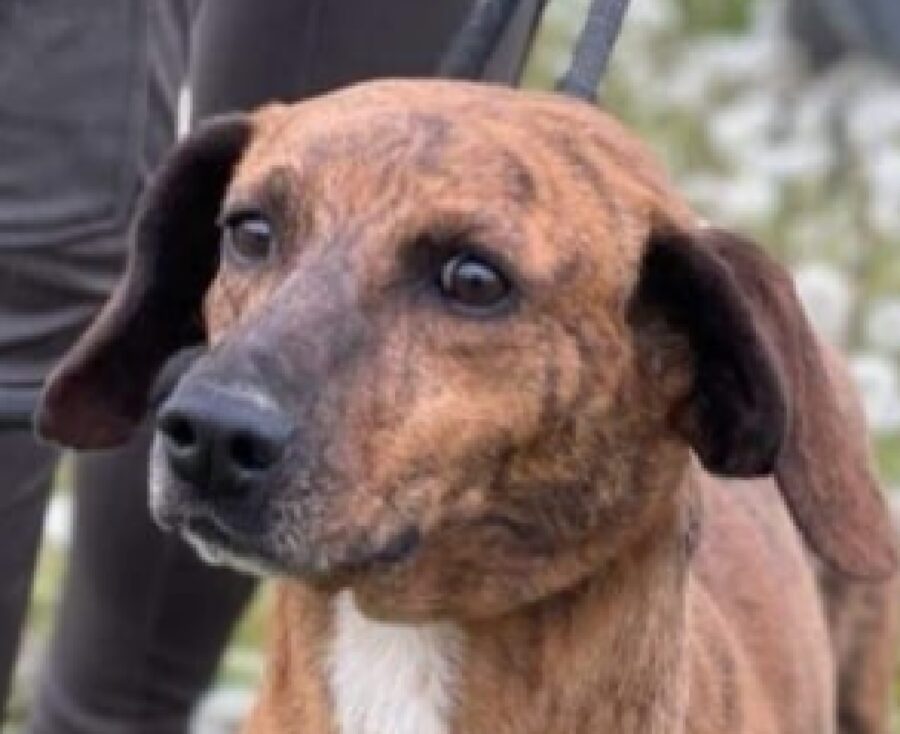 cagnolina choco dettaglio volto 