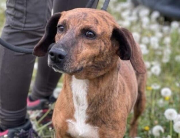 Caronno Pertusella, si sta cercando una cagnolina Segugio Maremmano, la piccola Choco si è persa