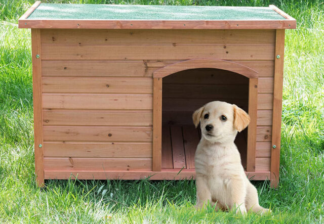 casette cool per cuccioli di cane all'aperto