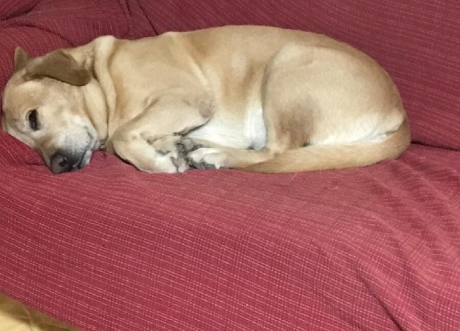 cane schiaccia pisolino sul divano 