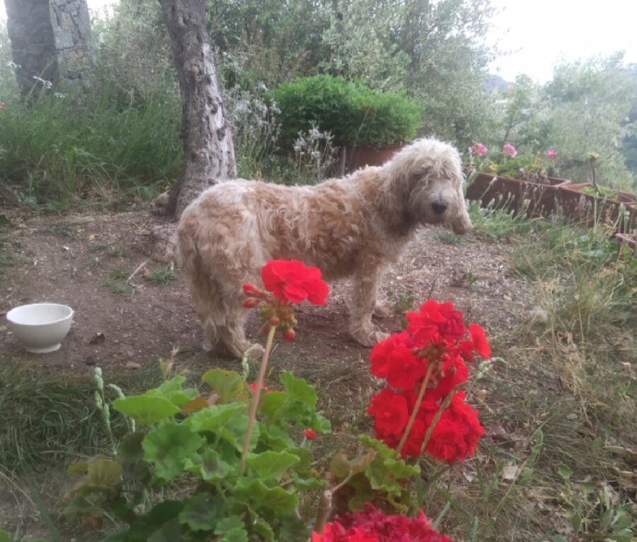 cagnolina pelo tosato 