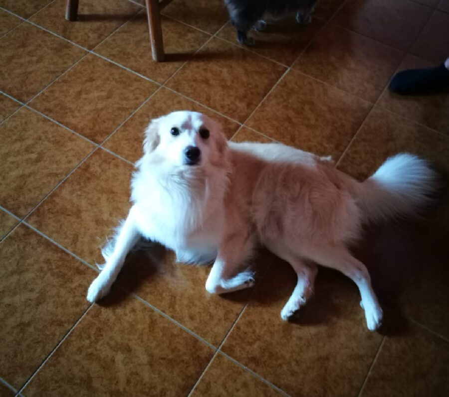 cane golia non indossa collare 