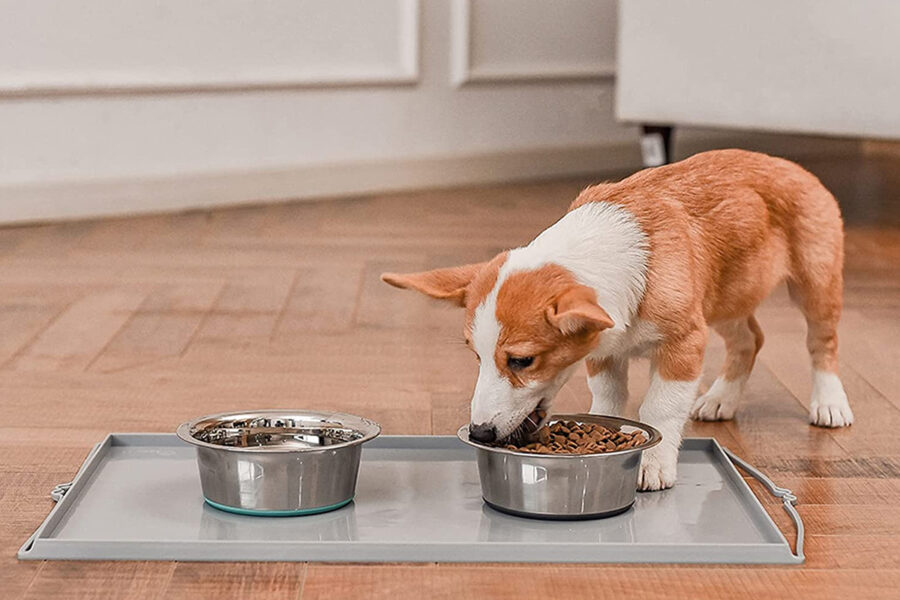 ciotole in acciaio per cani assetati