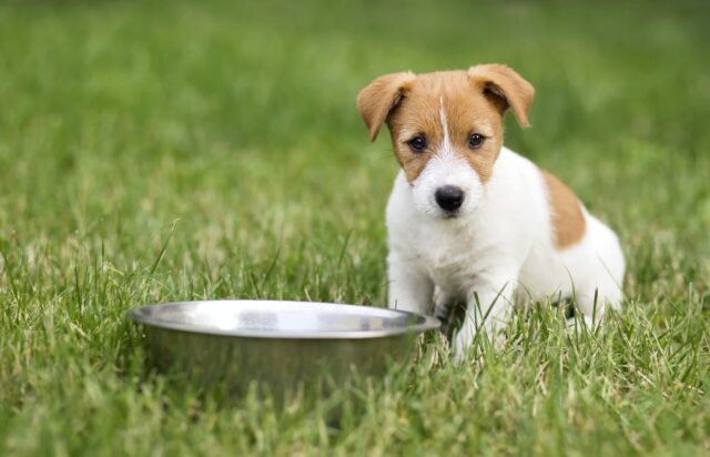 5 ciotole in acciaio per cuccioli di cane, le migliori per il piccolo Fido