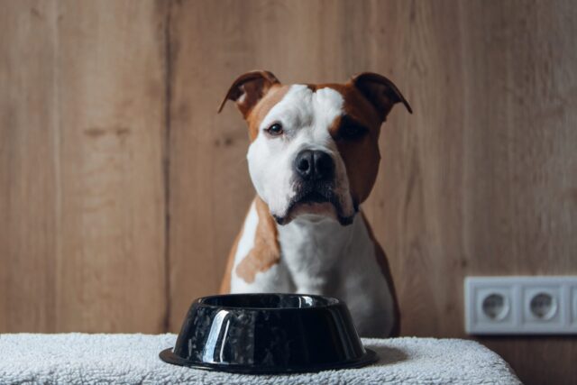 ciotole in ceramica per cuccioli di cane affamati