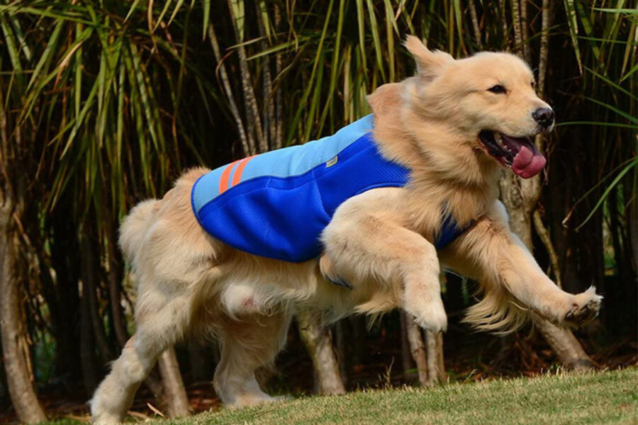 cose per aiutare il cane anziano nelle giornate calde mentre gioca