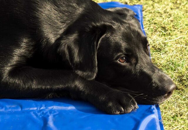 5 cose per aiutare il cane anziano nelle giornate calde, le migliori