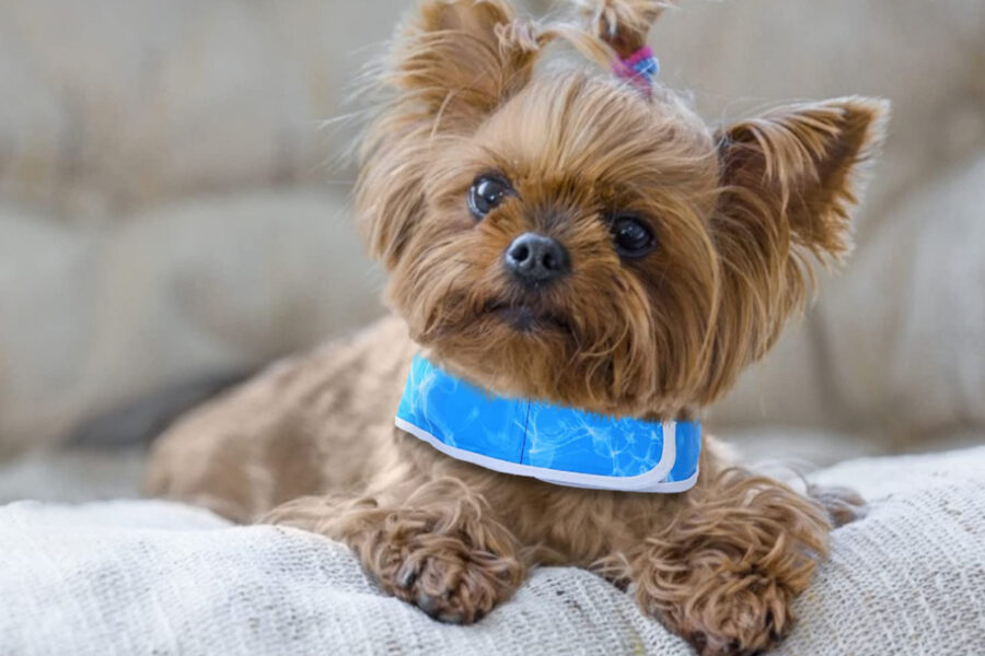 collare fra le cose per aiutare il cucciolo di cane nelle giornate calde