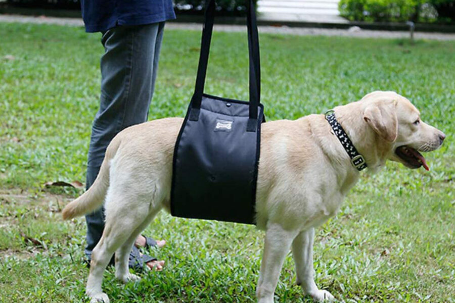 supporto tra le tappetini igienici per cuccioli di cane