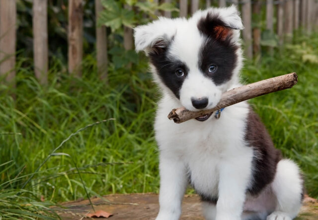 cose utili per i cuccioli di cane con ramo in giardino