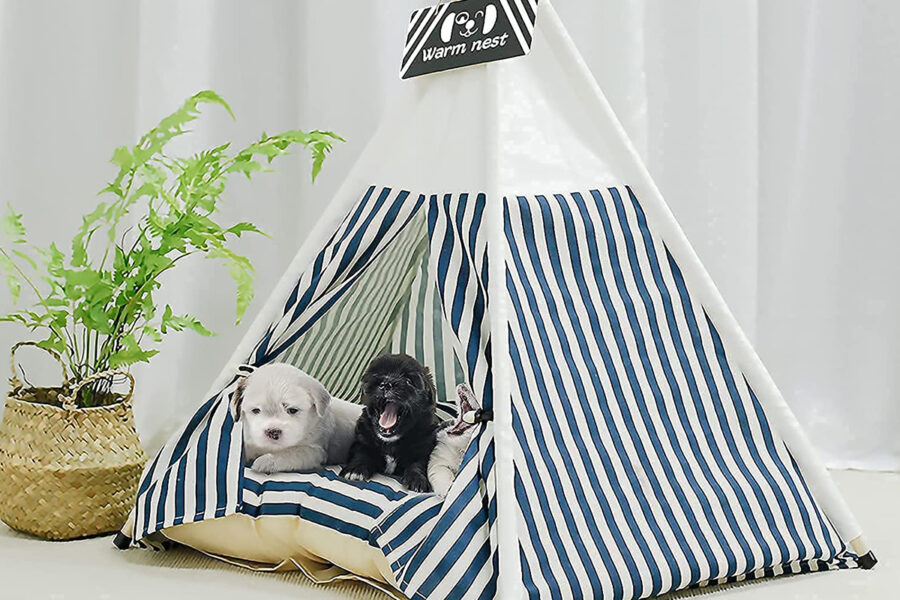 cani in cuccia a forma di tenda
