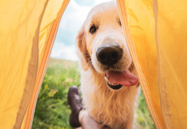 cucce a forma di tenda per cani in campeggio