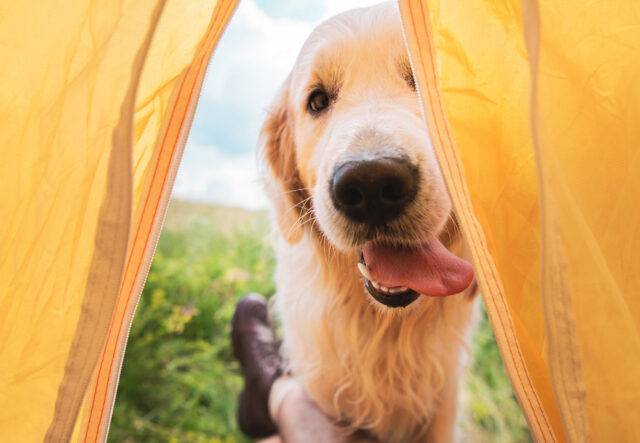 5 cucce per cani a forma di tenda, le più cool per Fido