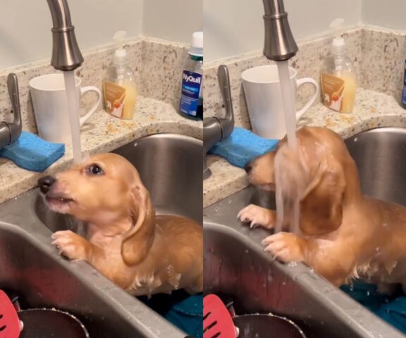 cucciola di bassotto sotto al rubinetto