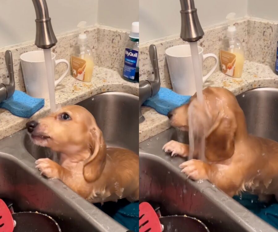 cucciola di bassotto sotto al rubinetto