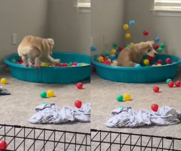 Chloè, la cucciola di Golden Retriever si diverte un mondo nella piscina di palline (VIDEO)