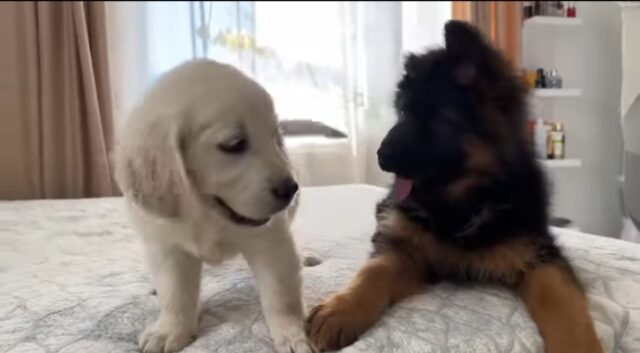 Cuccioli di Pastore Tedesco e Golden Retriever giocano per la prima volta (VIDEO)