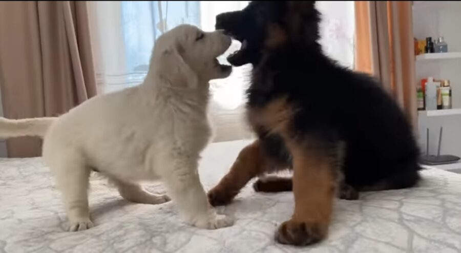 cuccioli giocano insieme