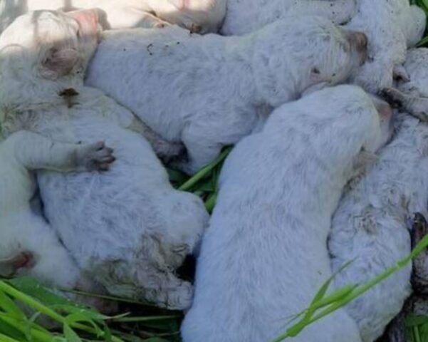 Cuccioli di cane abbandonati appena nati lungo la strada: erano in 9