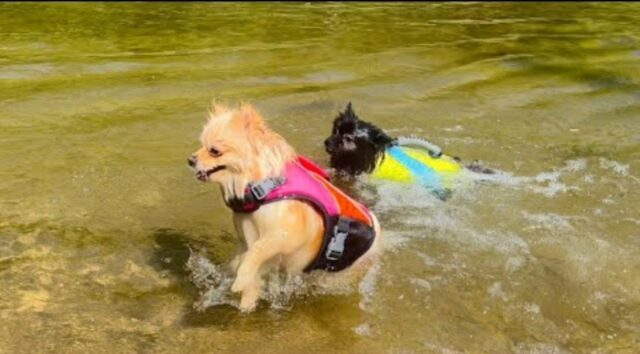 Cuccioli di Pomerania nuotano per la prima volta (VIDEO)