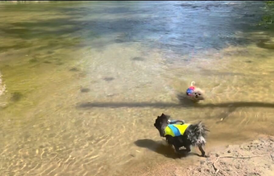 cuccioli di Pomerania nuotano per la prima volta