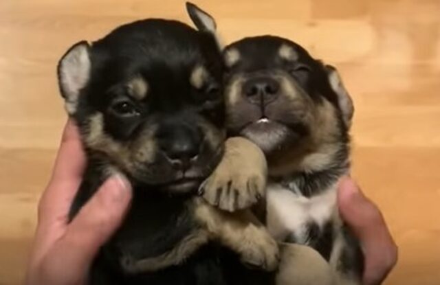 Cuccioli di cane piccoli abbandonati per strada hanno tutti trovato una casa (VIDEO)