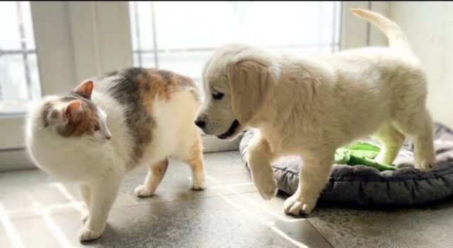 Cucciolo di Golden Retriever incontra un gatto per la prima volta (VIDEO)