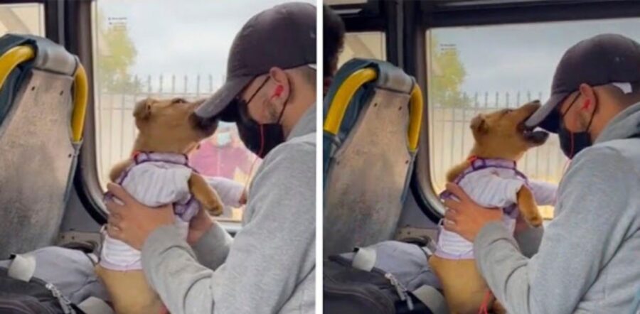 Cucciolo viaggia in autobus con il suo umano e iniziano a giocare per non annoiarsi