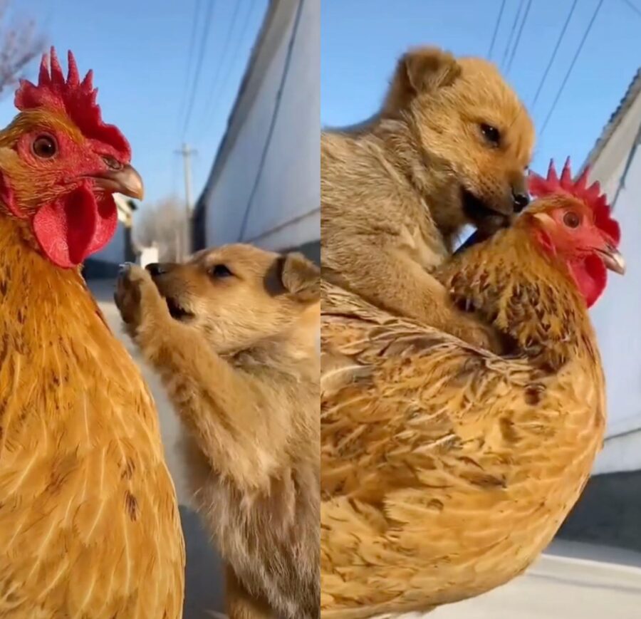 cucciolo di cane gioca con l'amica gallina