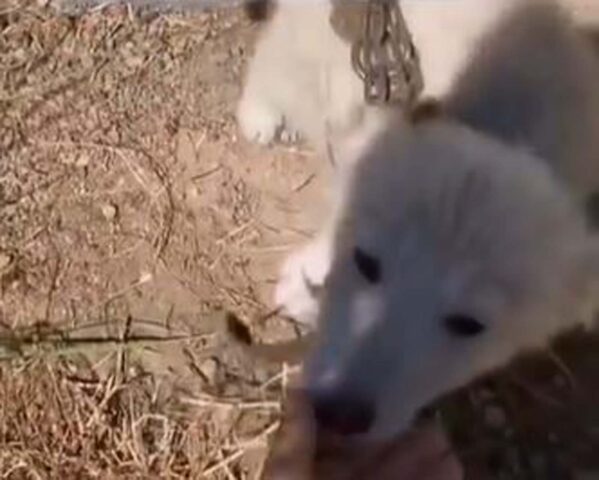 Conosciamo Spot, il cagnolino abbandonato con una catena al collo più pesante di lui (VIDEO)