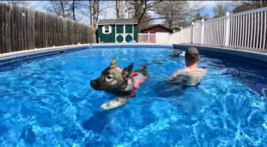 cucciolo di husky nuota per la prima volta
