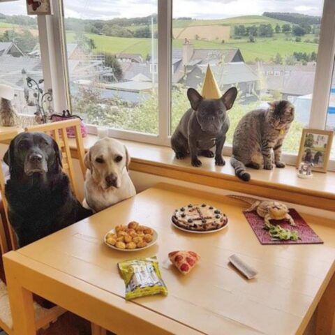 Cucciolo di cane festeggia il suo primo compleanno in compagnia dei suoi amici