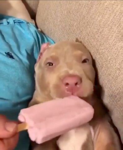 cucciolo di pitbull con gelato