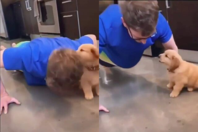 Cucciolo di Golden Retriever disturba il padroncino mentre si allena (VIDEO)