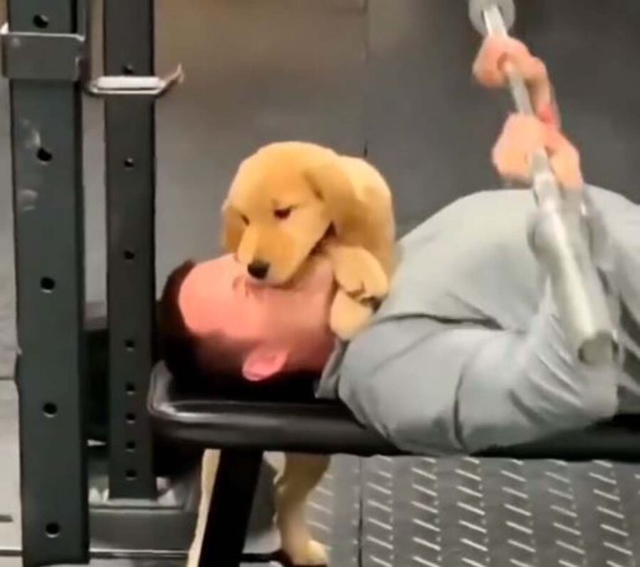 cucciolo di cane in palestra