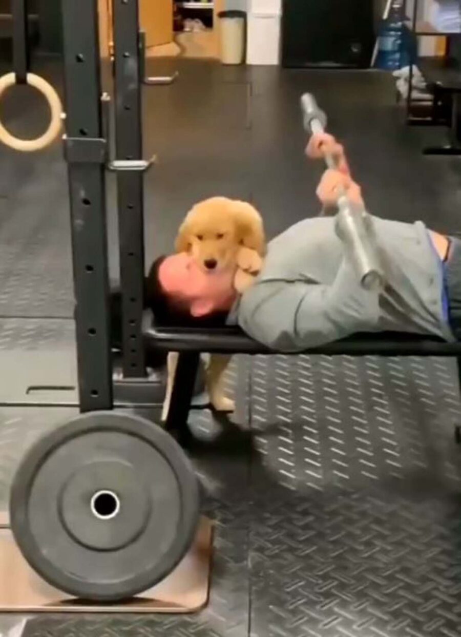 cucciolo di cane in palestra