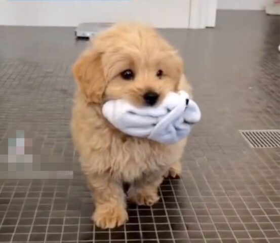 Kobe, il dolce cucciolo di Malshipoo fa il suo primo bagnetto (VIDEO)