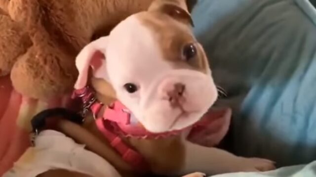 Un cucciolo piccolo Bulldog inglese con bisogni speciali viene svegliato dalla sua umana (VIDEO)