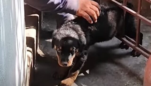 Un cucciolo piccolo di Rottweiler resta incastrato, ma un uomo lo soccorre (VIDEO)