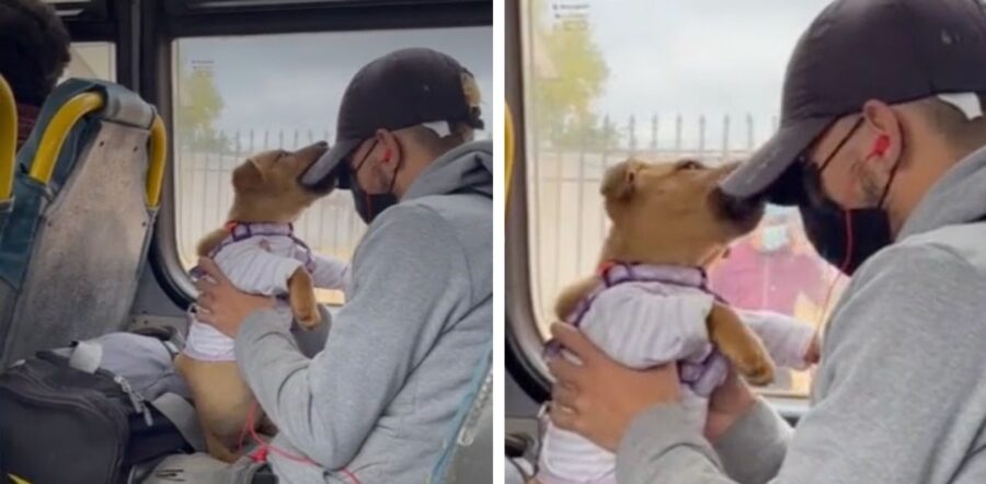 Cucciolo viaggia in autobus con il suo umano e iniziano a giocare per non annoiarsi